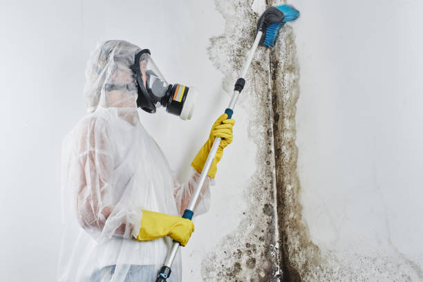 Best Attic Mold Removal  in North Gates, NY