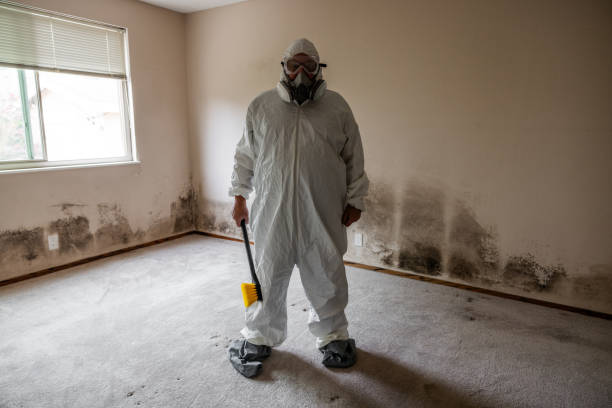 Attic Mold Removal in North Gates, NY