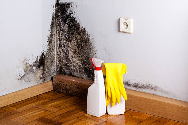 Best Mold Damage Repair  in North Gates, NY